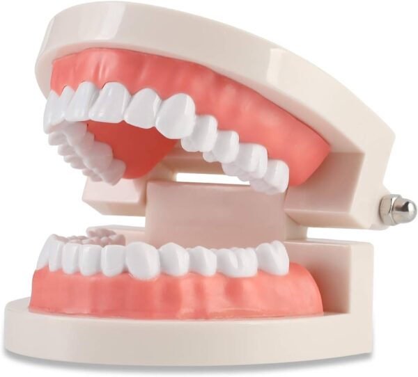 Tooth Model (medium size)