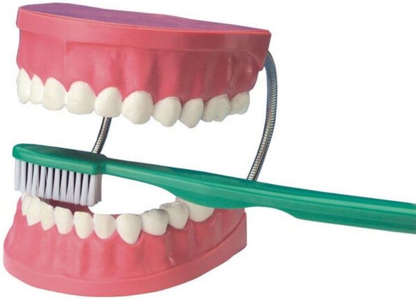 Tooth Model With Brush (Big Size)