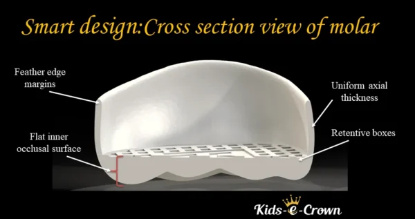 Kids-e-Crown Primary Zirconia Second Molar Kits - Image 4